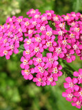 Achillea Rainbow Lightning Pink Yarrow