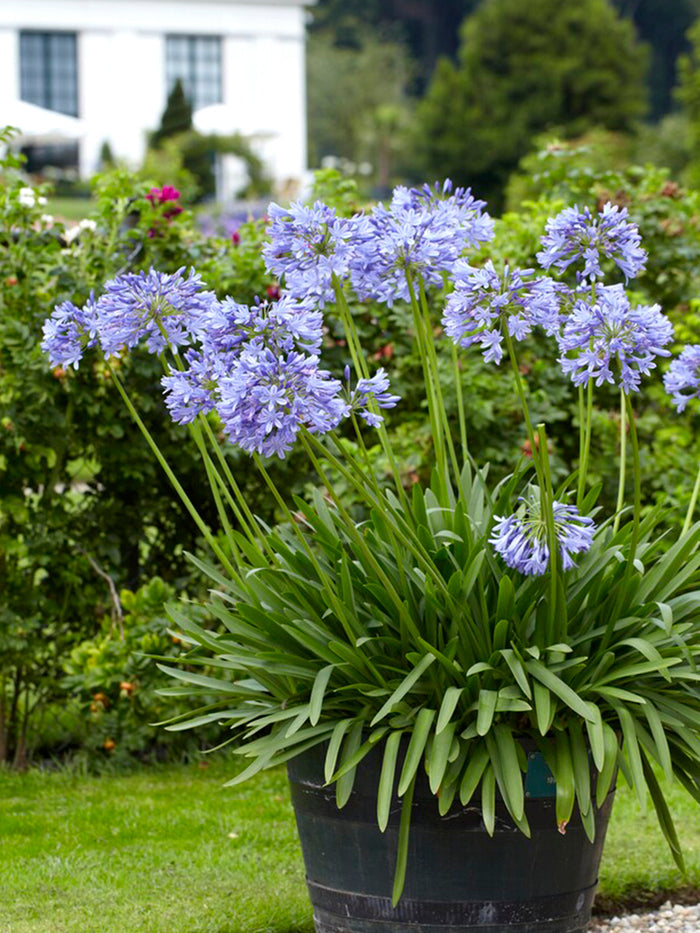 Agapanthus Blue