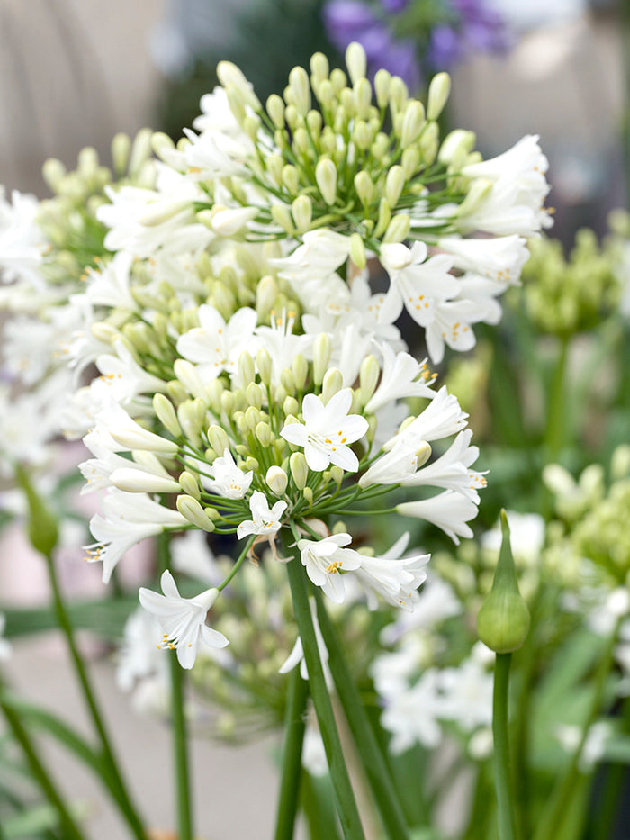 Agapanthus White