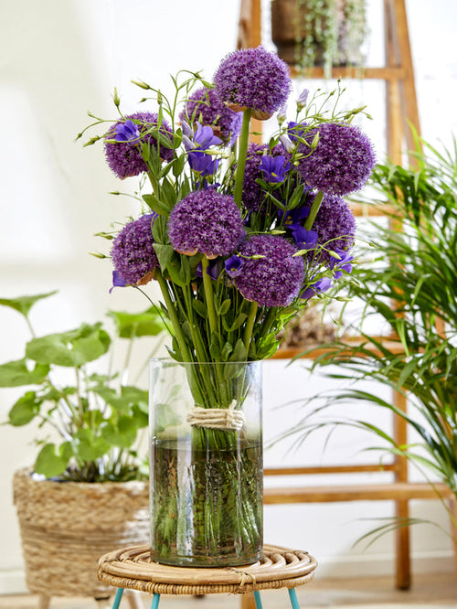 Giant Ornamental Onion - Allium Ambassador in vase