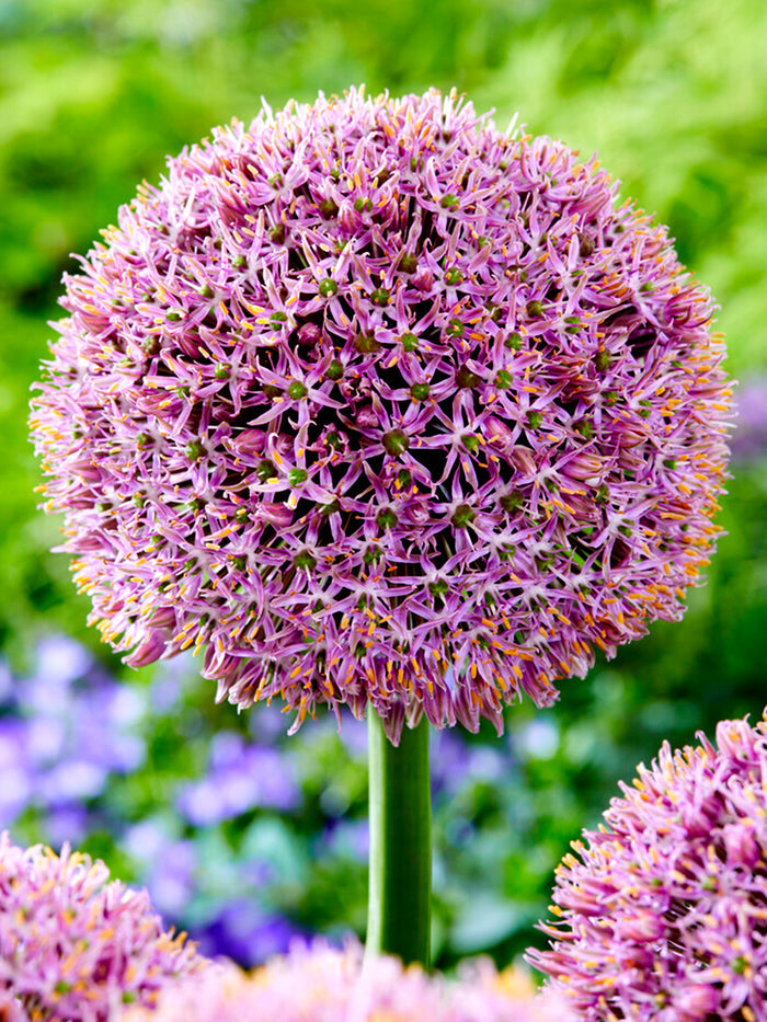 Allium Lucky Balloons Ornamental Onion Bulbs