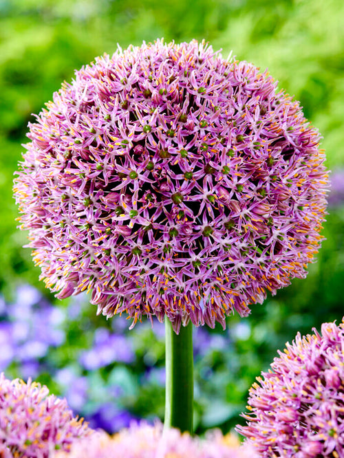 Allium Lucky Balloons Ornamental Onion Bulbs