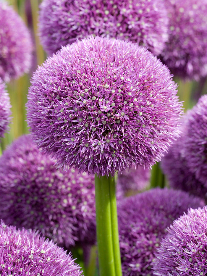 Allium Pinball Wizard