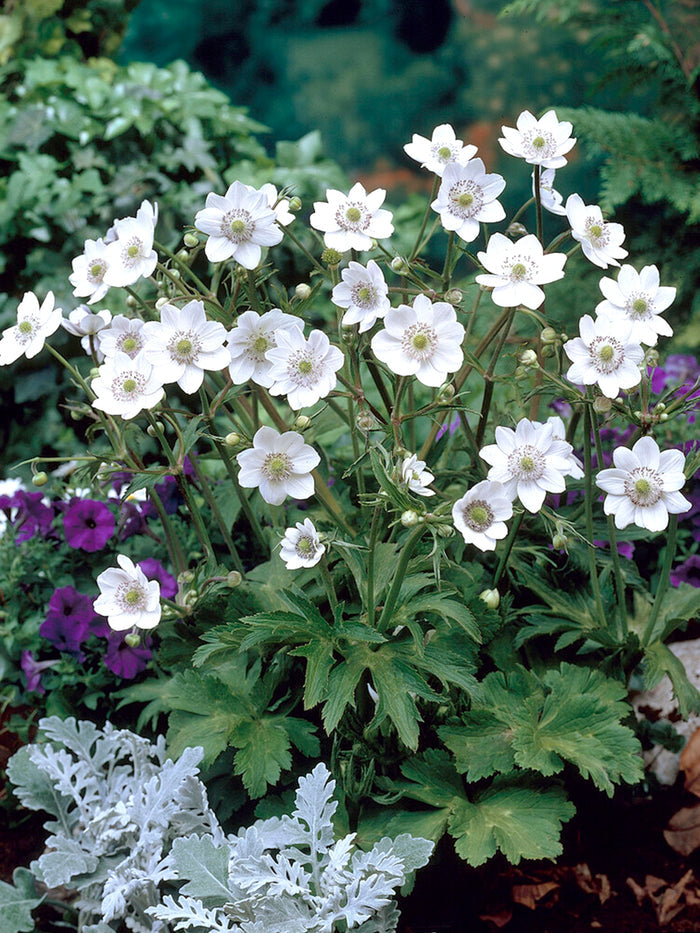 Anemone Leveillei