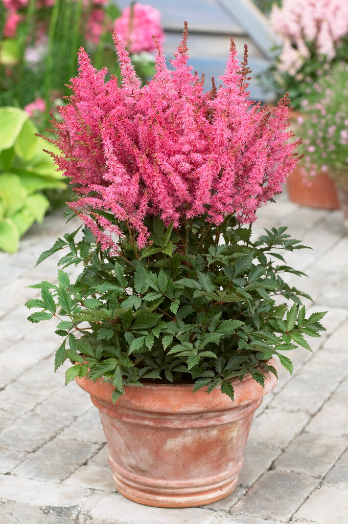 Younique Pink Astilbe