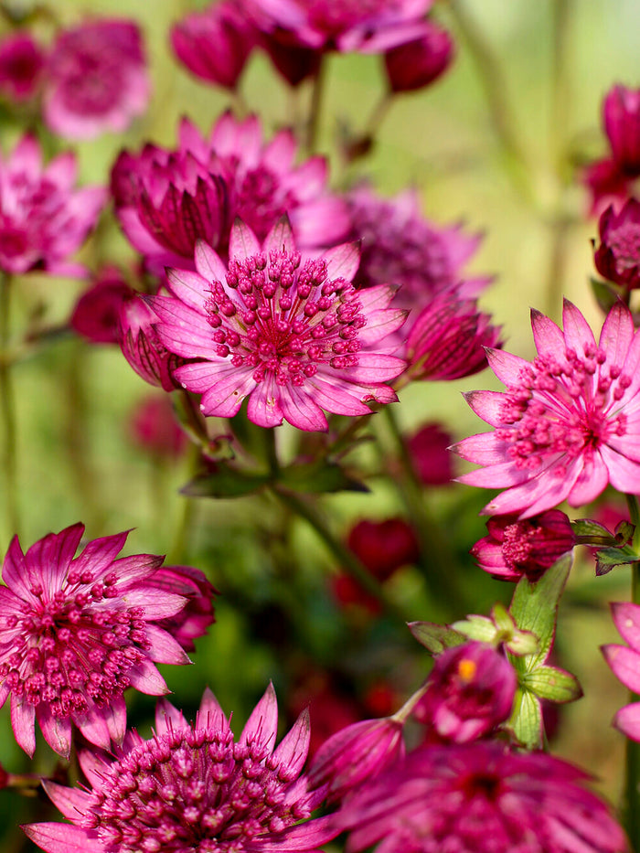 Astrantia Cerise Button