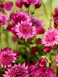 Astrantia Cerise Button