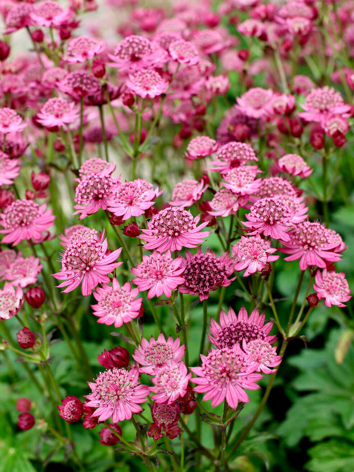 Astrantia Cerise Button
