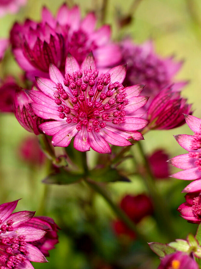 Astrantia Cerise Button