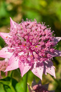 Astrantia Major Venice