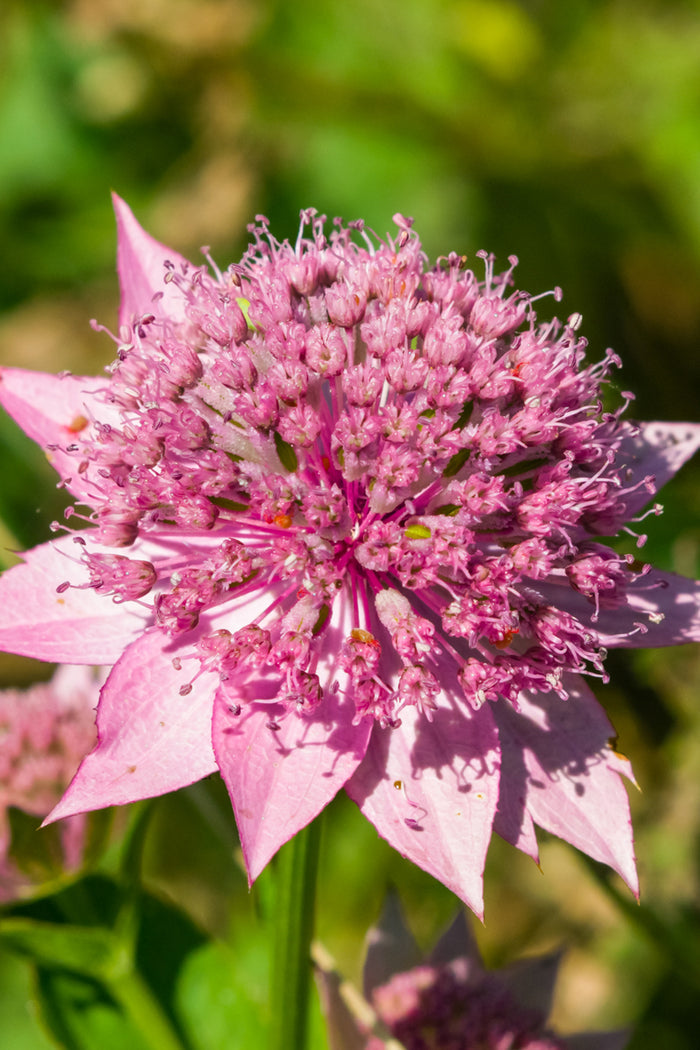 Astrantia Major Venice