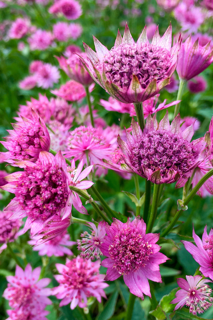 Major Venice Astrantia