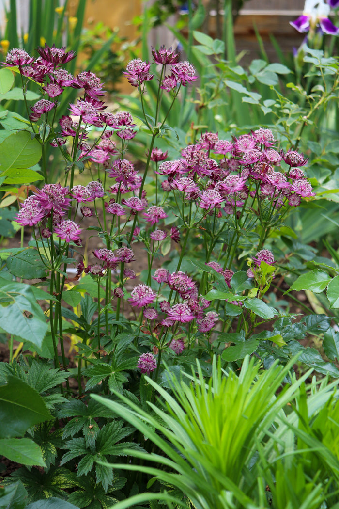 Major Venice Astrantia