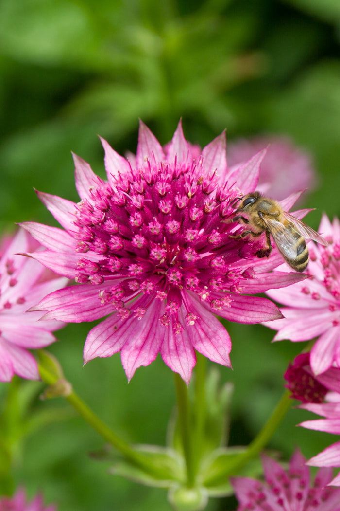 Major Venice Astrantia
