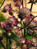 Astrantia Moulin Rouge