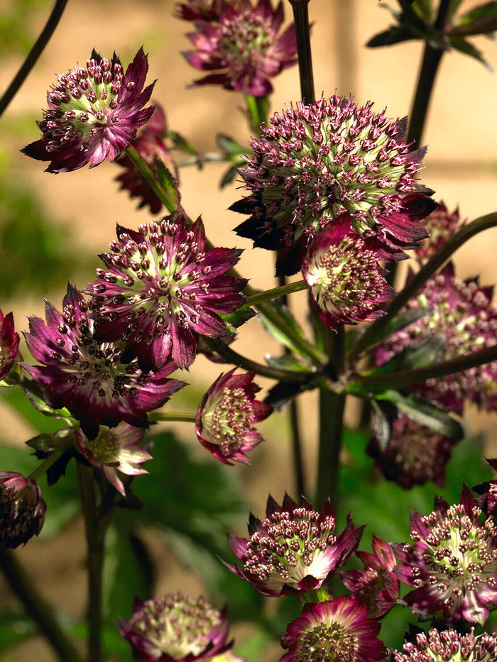 Astrantia Moulin Rouge