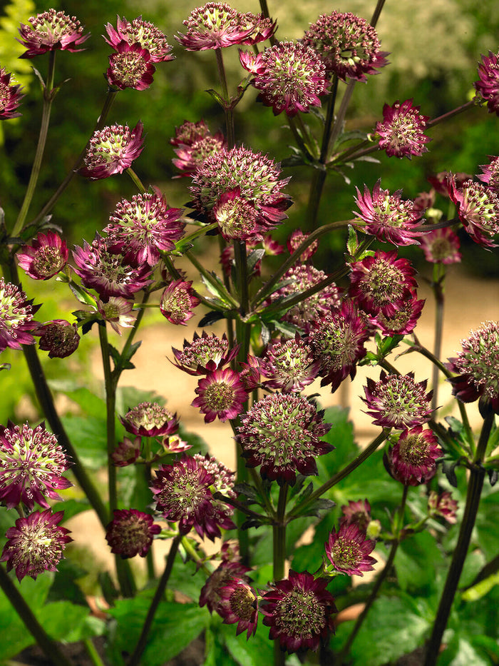 Astrantia Moulin Rouge