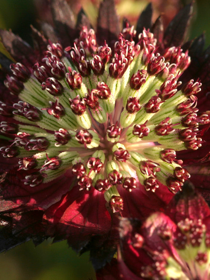 Astrantia Moulin Rouge