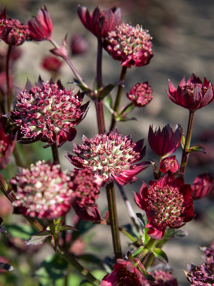 Astrantia Moulin Rouge