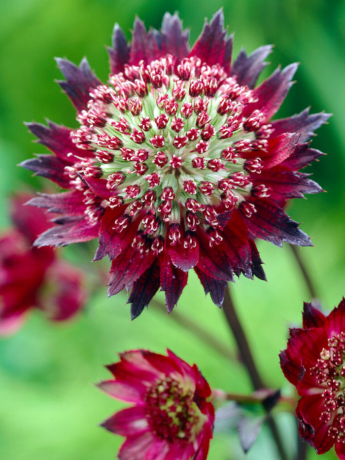 Astrantia Moulin Rouge