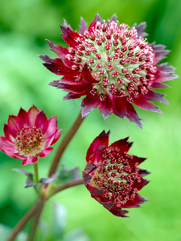 Astrantia Moulin Rouge