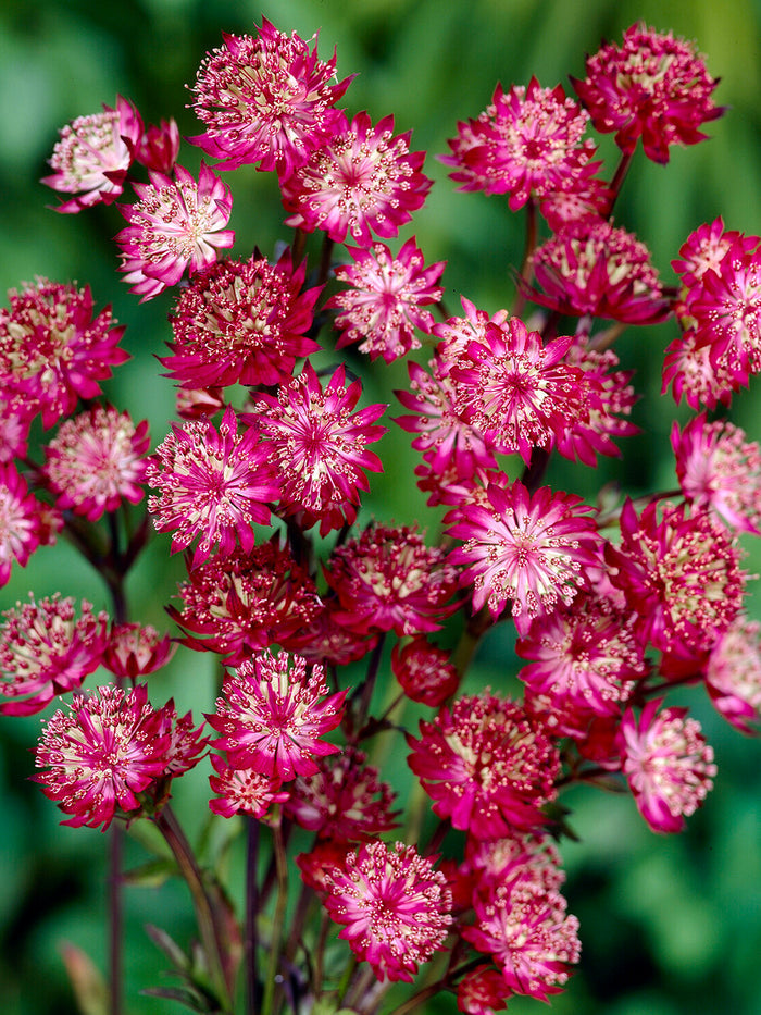 Astrantia Moulin Rouge