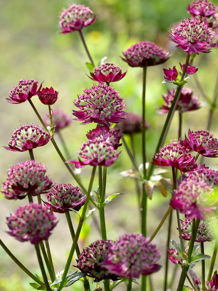 Astrantia Moulin Rouge
