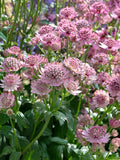 Astrantia Pink Button