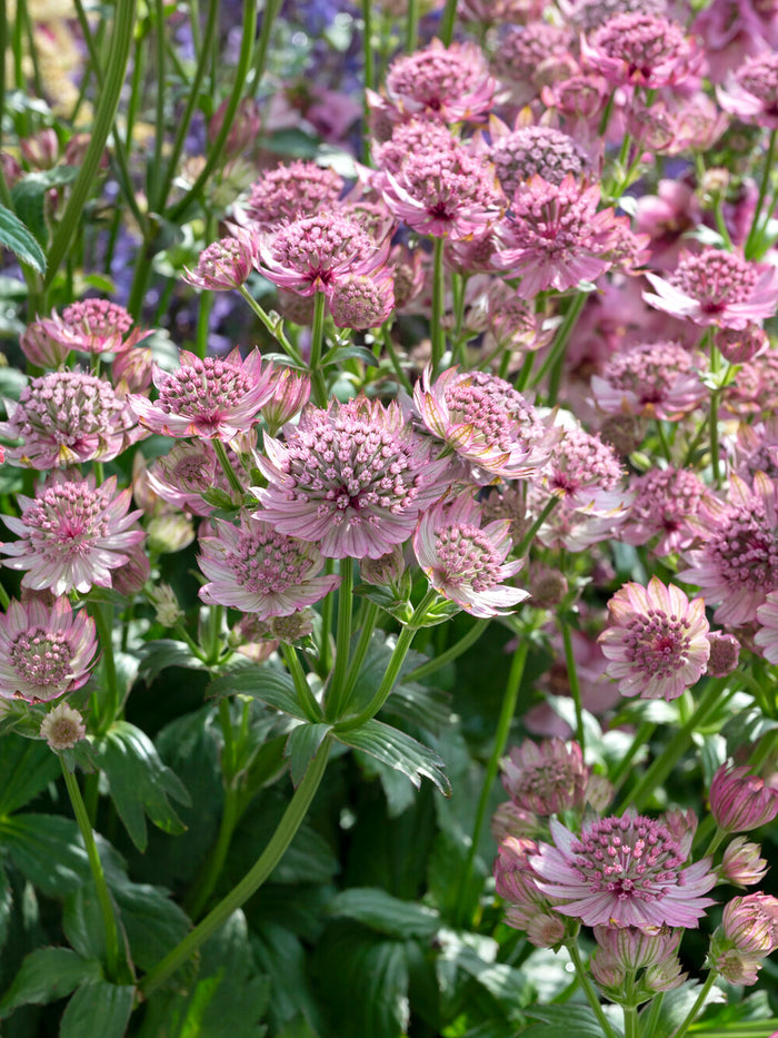 Astrantia Pink Button