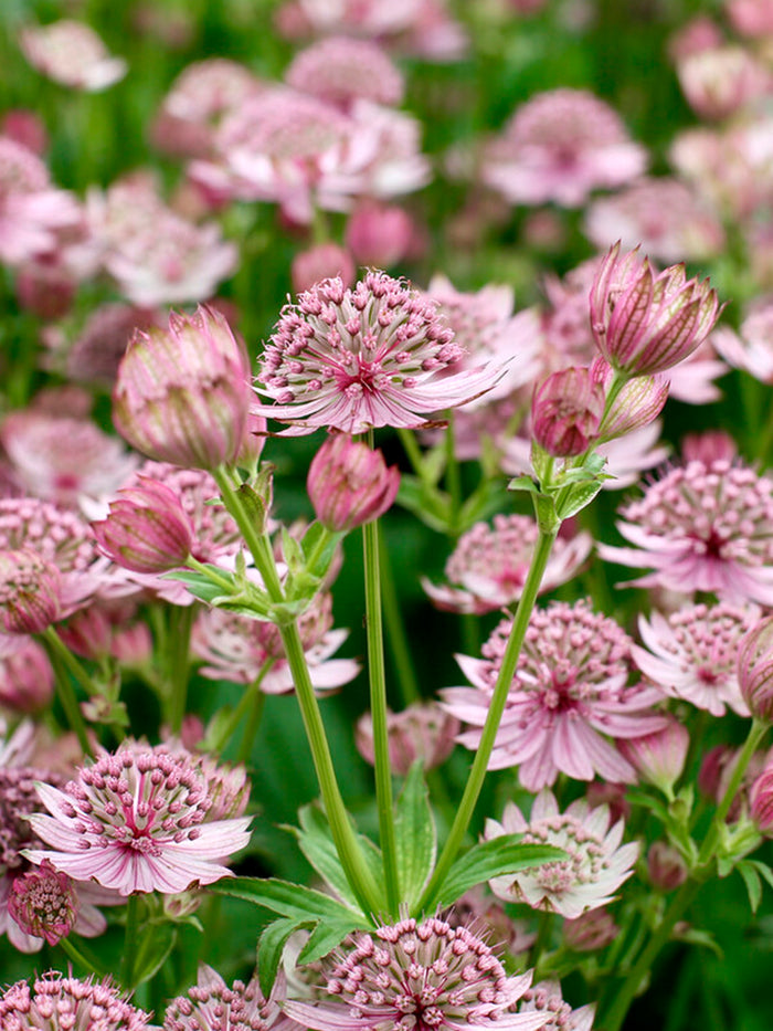 Astrantia Pink Button