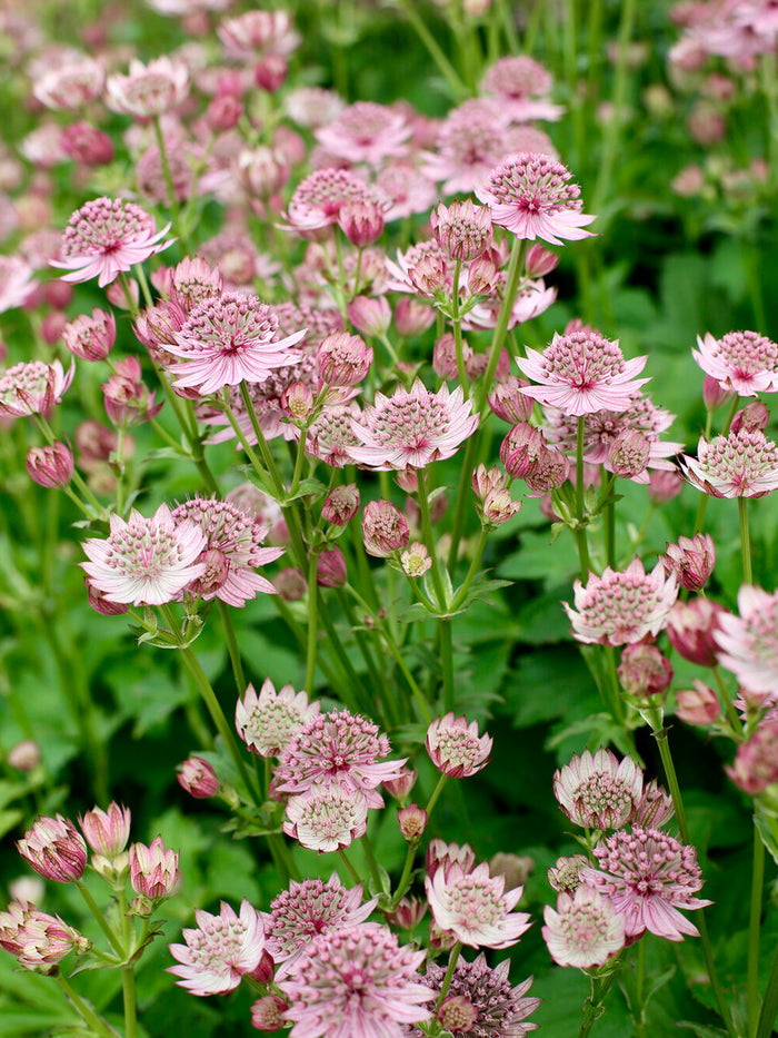 Astrantia Pink Button