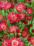 Astrantia Red Button