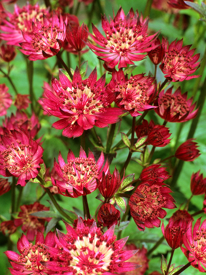 Astrantia Red Button