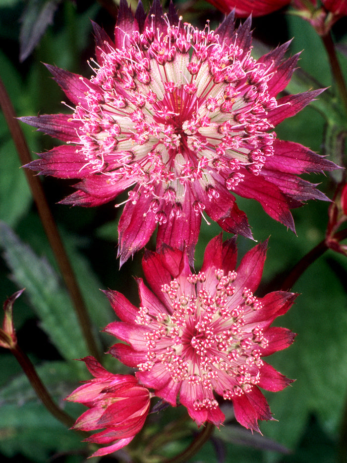 Astrantia Red Button