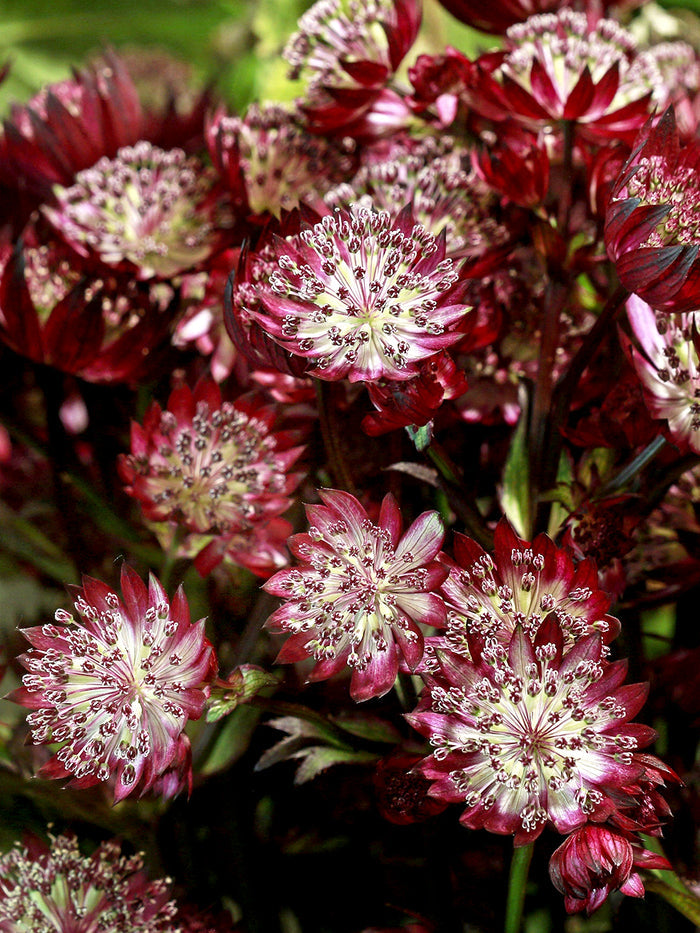 Astrantia Red Button