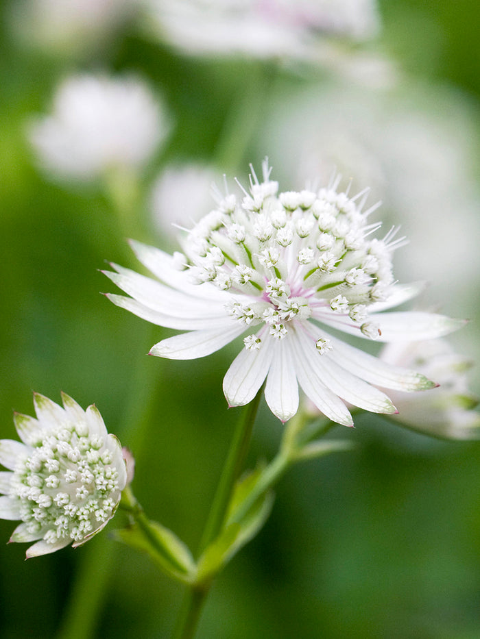 Astrantia White Button