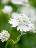 Astrantia White Button
