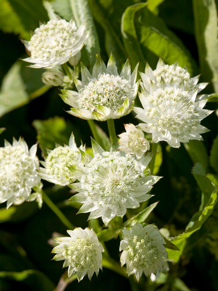 Astrantia White Button