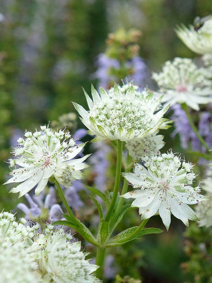 Astrantia White Button