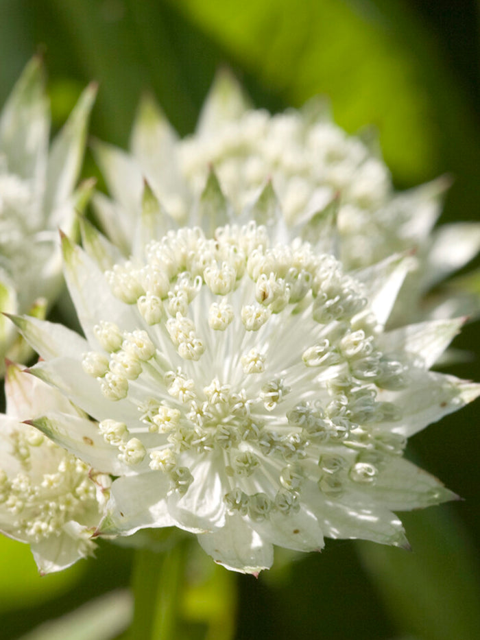 Astrantia White Button