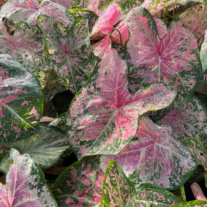 Caladium Pink Cloud growing in the garden