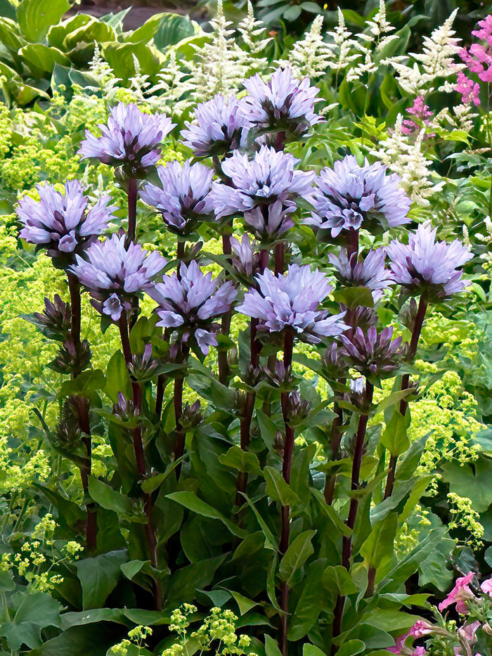 Campanula glomerata 'Emerald'
