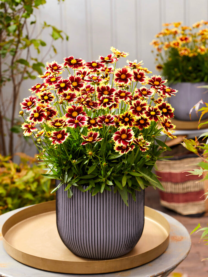 Coreopsis Solar Fancy, commonly known as Tickseed