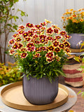 Coreopsis Solar Fancy, commonly known as Tickseed