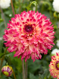 Dahlia Aiyana