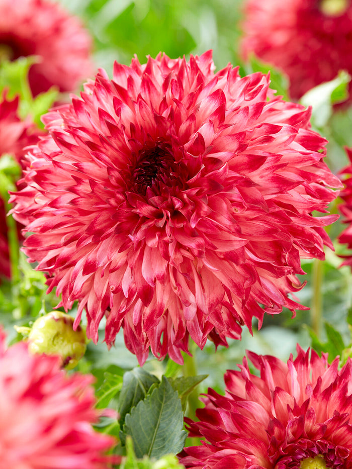 Dahlia Aiyana