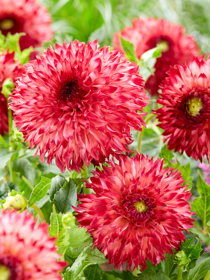 Dahlia Aiyana