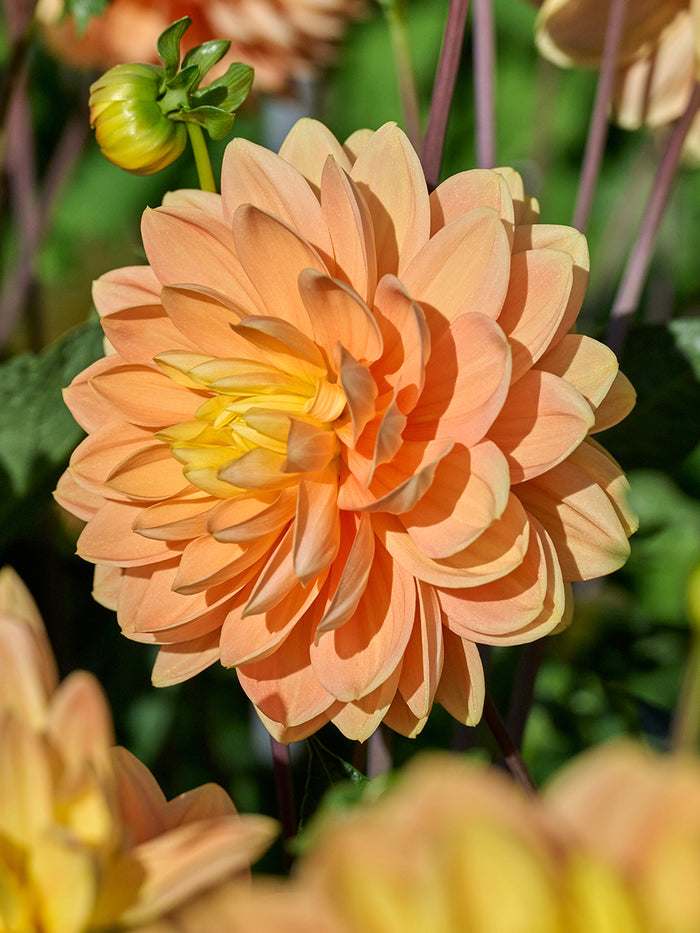 Dahlia Aladdin’s Lamp