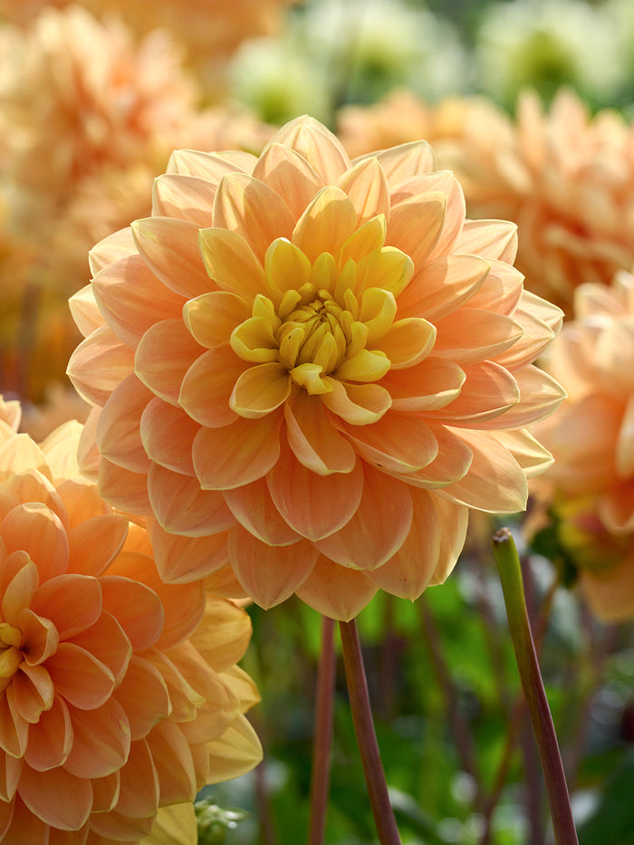 Dahlia Aladdin’s Lamp