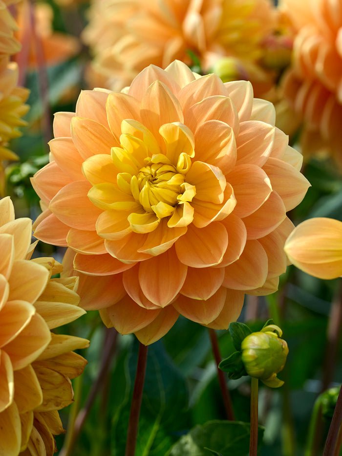 Dahlia Aladdin’s Lamp